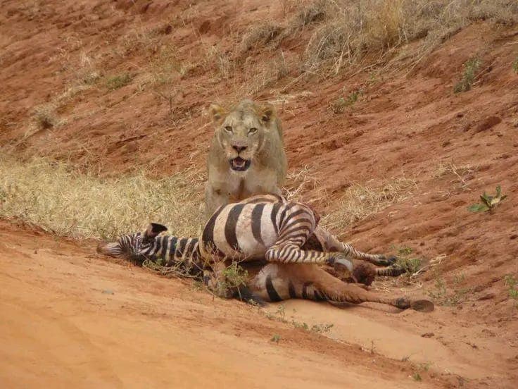 Safari Tours