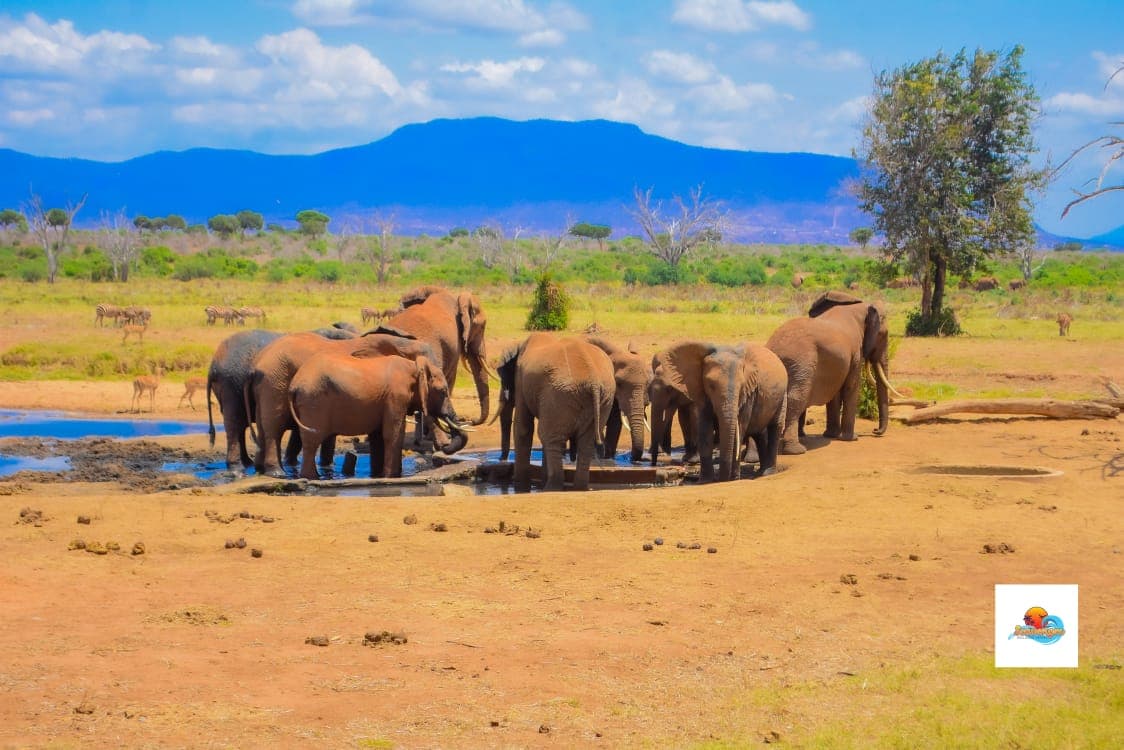 Herd of Elephants Chillin