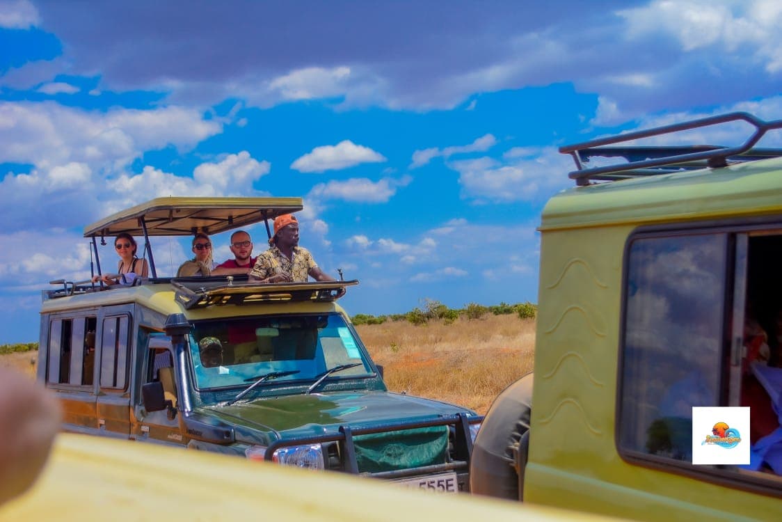 Safari Tours