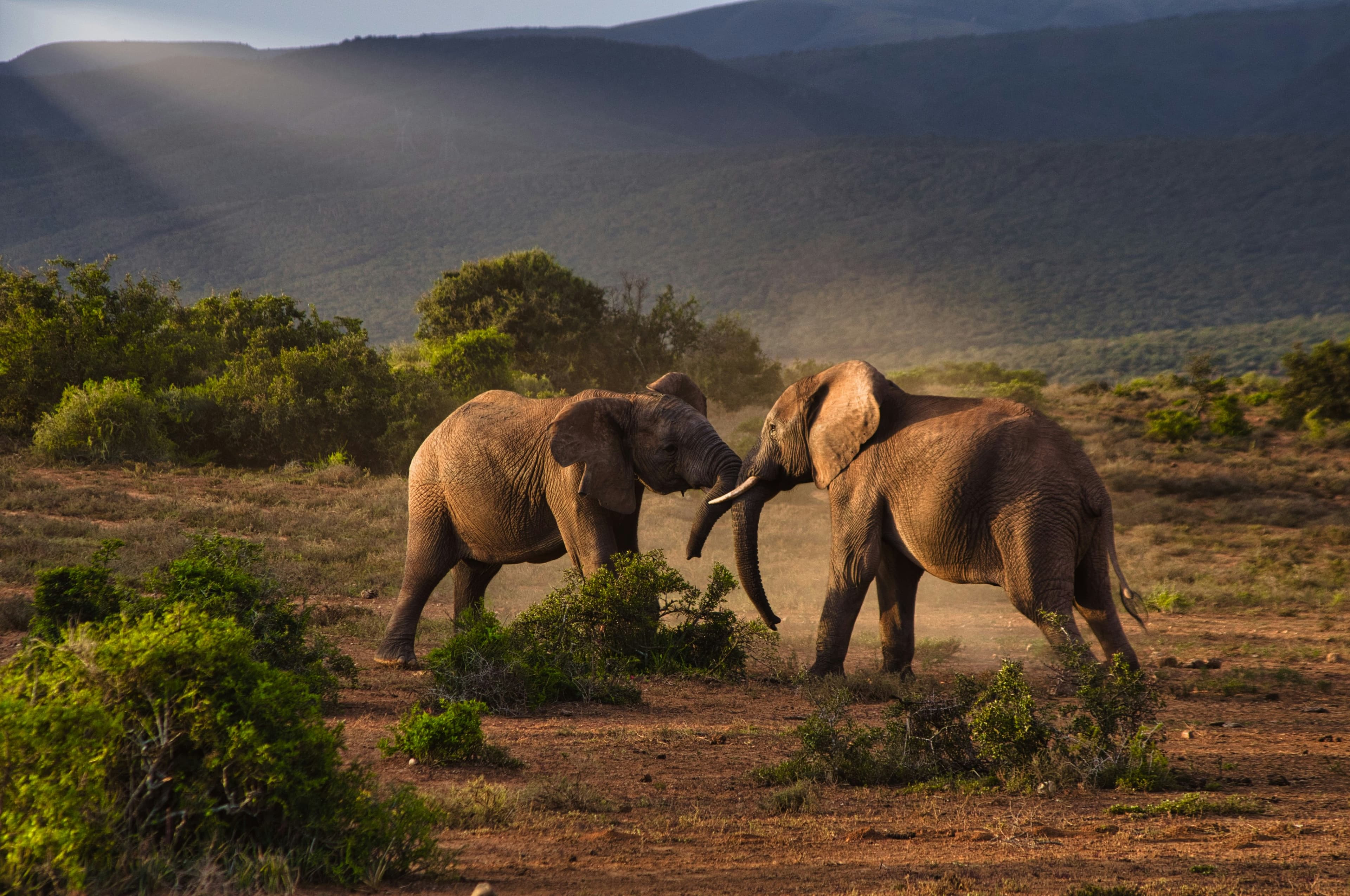 Exclusive Safaris